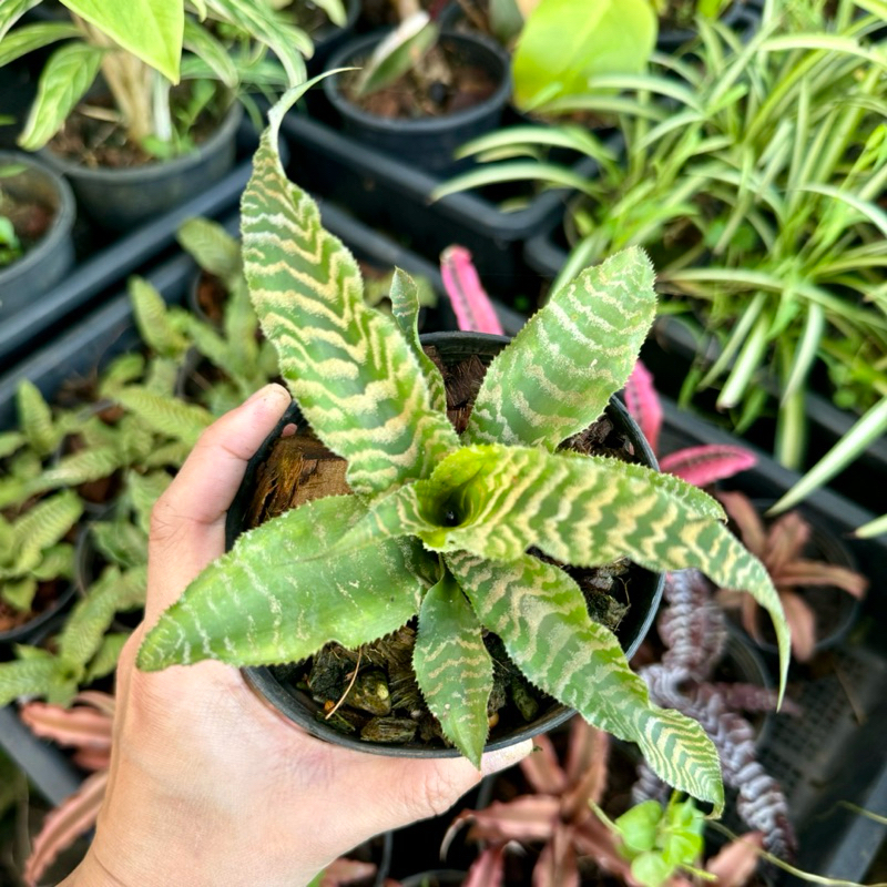 สับปะรดสีกิเลนเขียว กินเลนเขียว สับปะรดสี ต้นไม้มงคล แต่งบ้าน ต้นไม้กระถาง