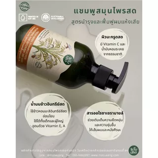 แชมพูสมุนไพรสด สูตรบำรุงและฟื้นฟูผมแห้งเสีย ผมเสีย (FOR NOURISHING AND RECOVERY DRY HAIR)มาบเอื้อง