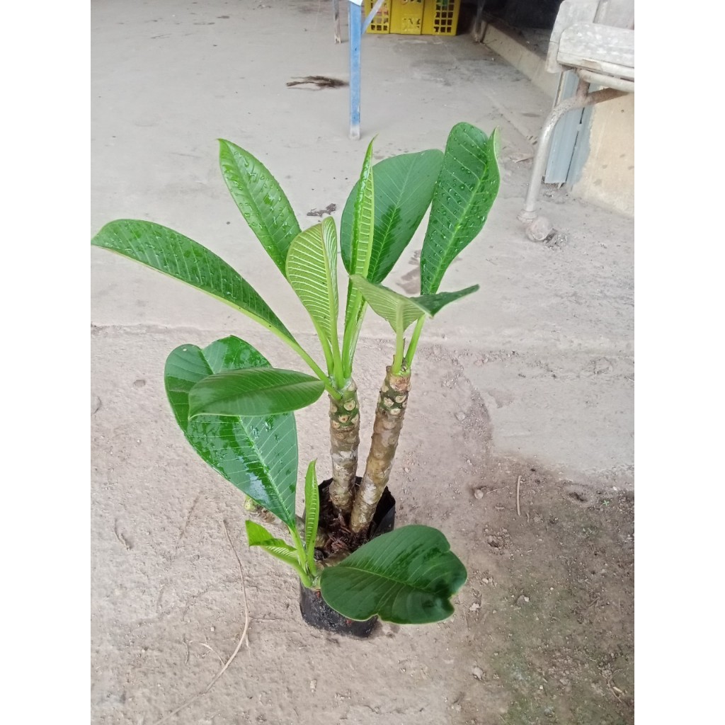 ต้นพันธุ์ ลีลาวดี ดอก สีแดง   ในถุงดำ  29 บาท - รูปที่ 5