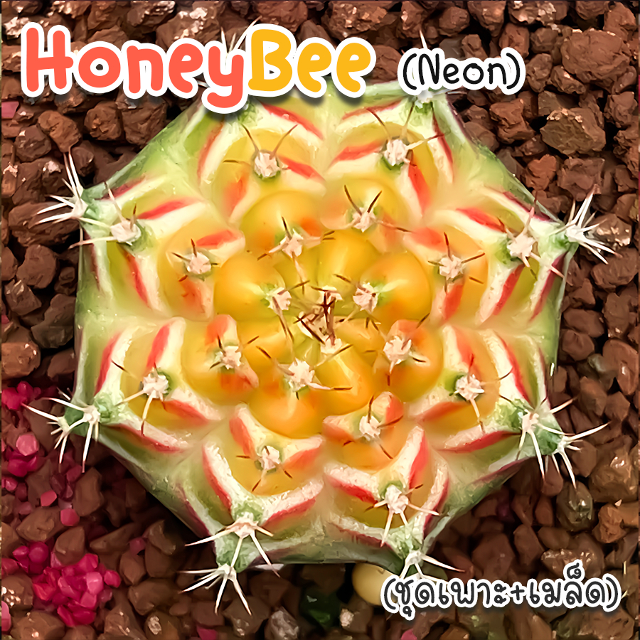 ชุดเพาะเมล็ด❗️จำนวนจำกัด❗️ 🐝 HoneyBee (สีนีออน)🐝🌵กระบองเพชร/แคคตัส 🌵