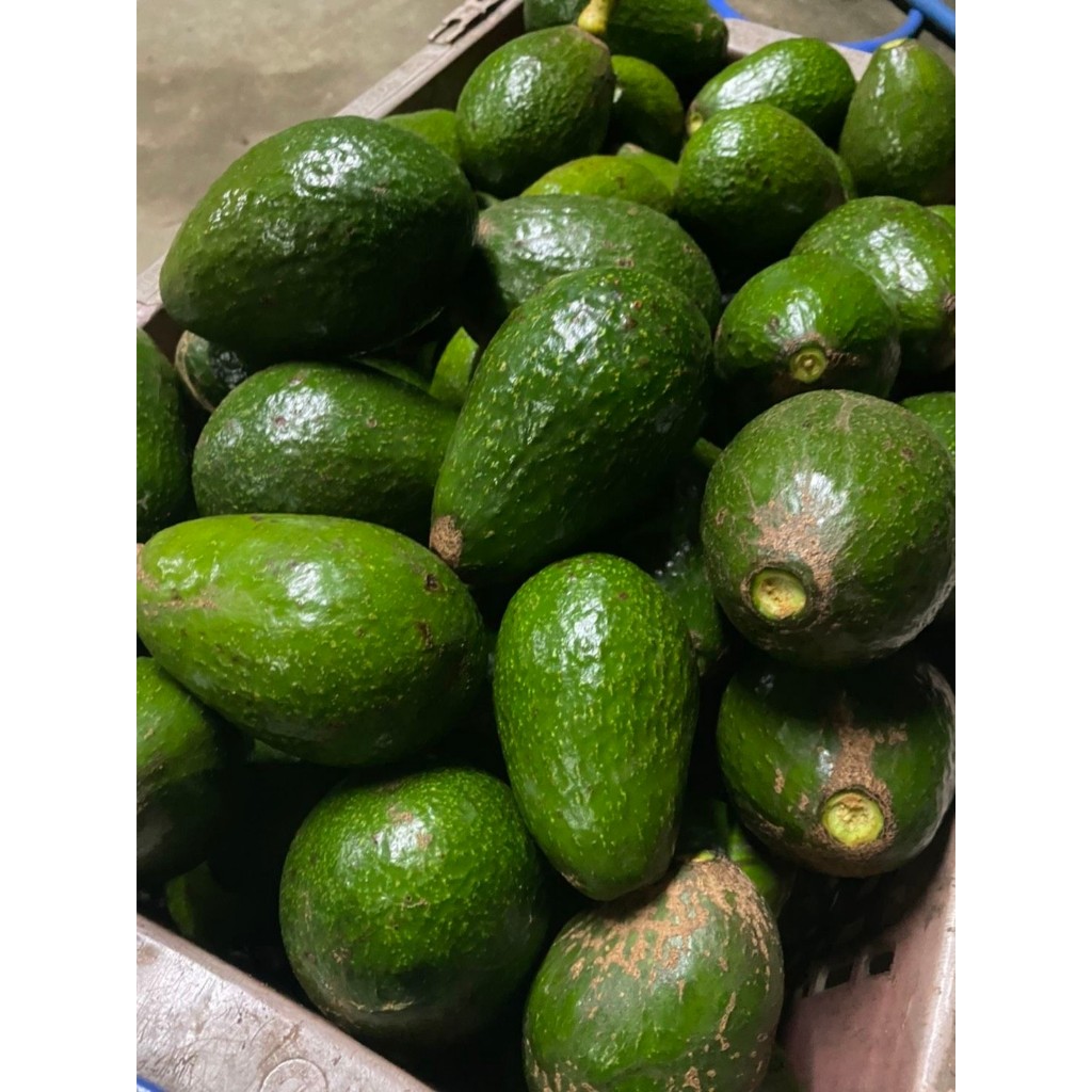 พร้อมส่ง(10KG) อะโวคาโด้ พื้นเมือง 034เวียดนาม avocado🥑 (ถูกกว่า) สด ใหม่ จาก ฟาร์ม ทุกวัน ไร้สาเคมี