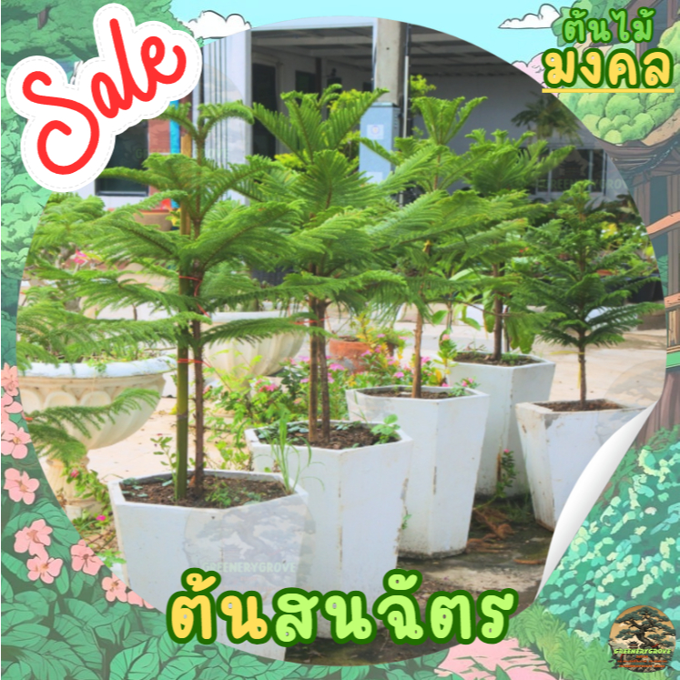 [အမြန်ပို့] Norfolk Island Pine (ต้นสนฉัตร) အရွယ် 60-110cm (တစ်ပင်စျေး) *အိုးမပါ*
