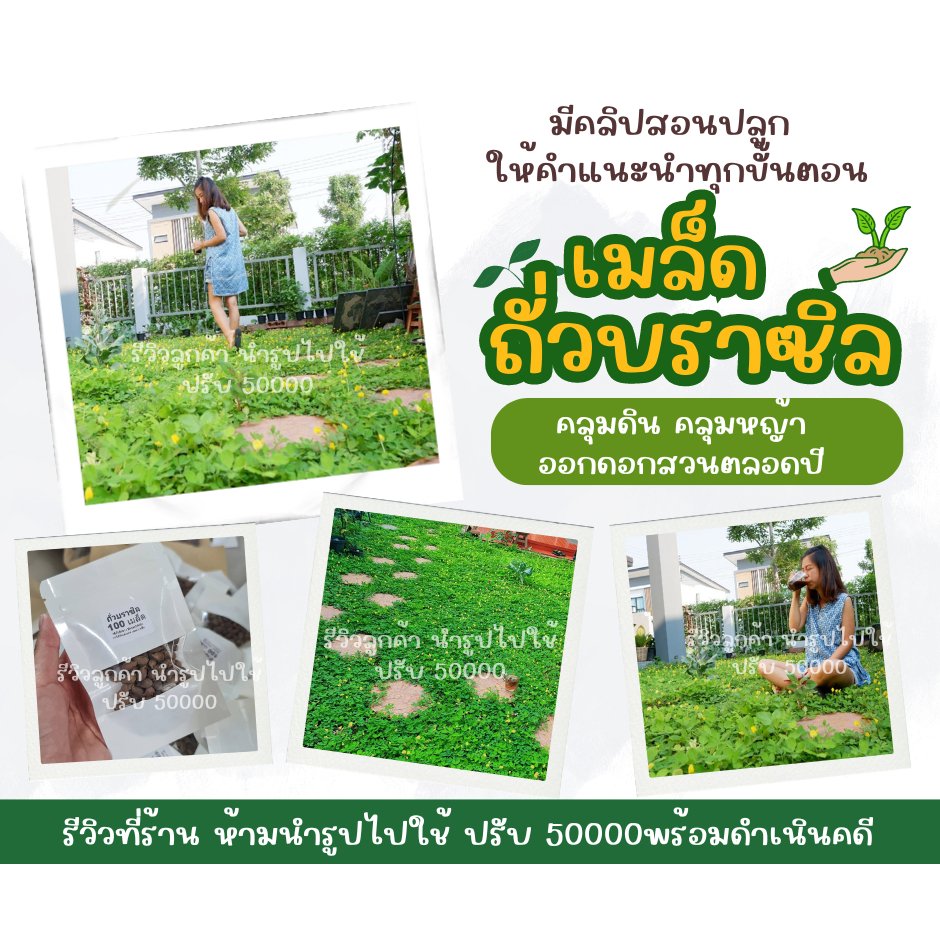 ถั่วบราซิล200เมล็ด,199บาท (เมล็ดพันธุ์ถั่วบราซิล )