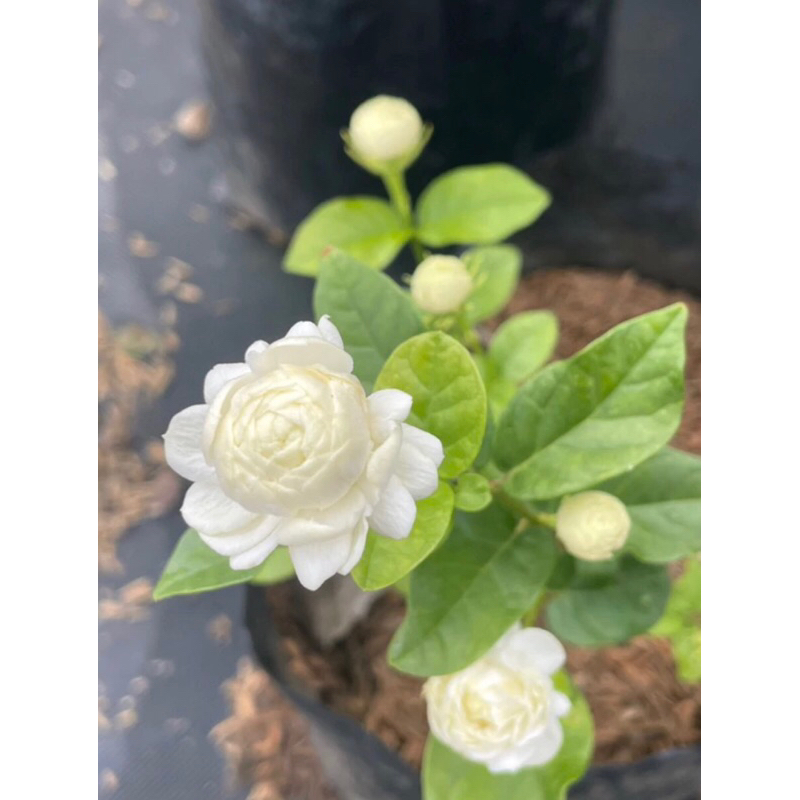 ต้นมะลิซ้อน ดอกหอมมาก ออกดอกทั้งปี