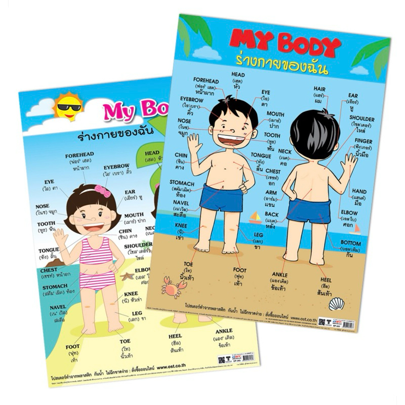 โปสเตอร์ความรู้ ร่างกายของฉัน My Body EP-507 ขนาด 50*70 ซม. บรรจุ:1เเผ่น