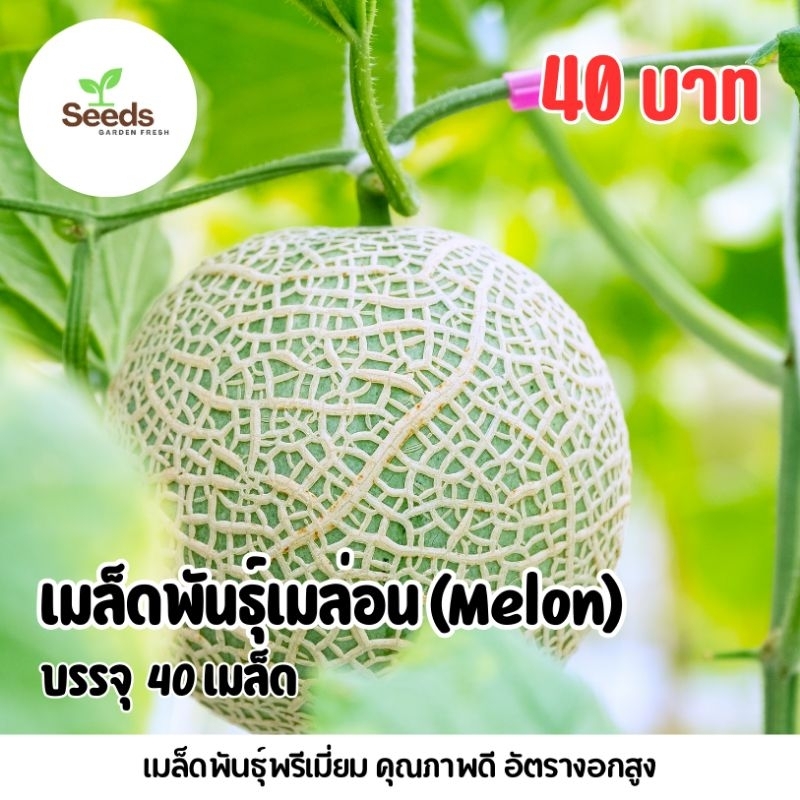 เมล็ดพันธุ์เมล่อน Melon บรรจุ 40 เมล็ด