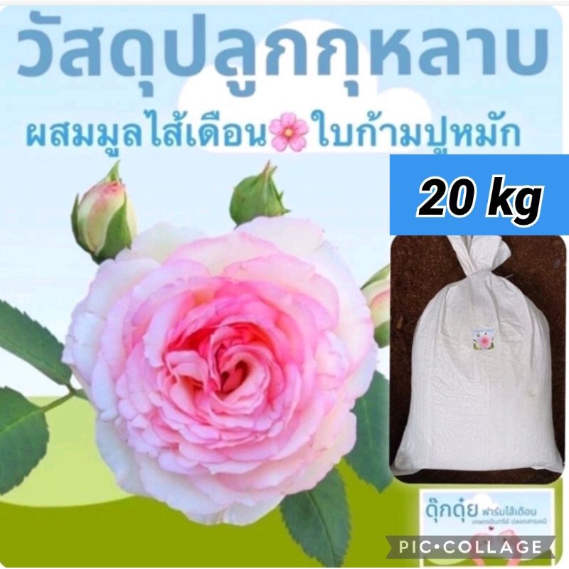 ดินปลูกกุหลาบออแกนิค เพิ่ม ไมคอร์ไรซ่า+ ใบก้ามปูหมัก 20 kg ร่วน โปร่ง ระบายน้ำได้ดี