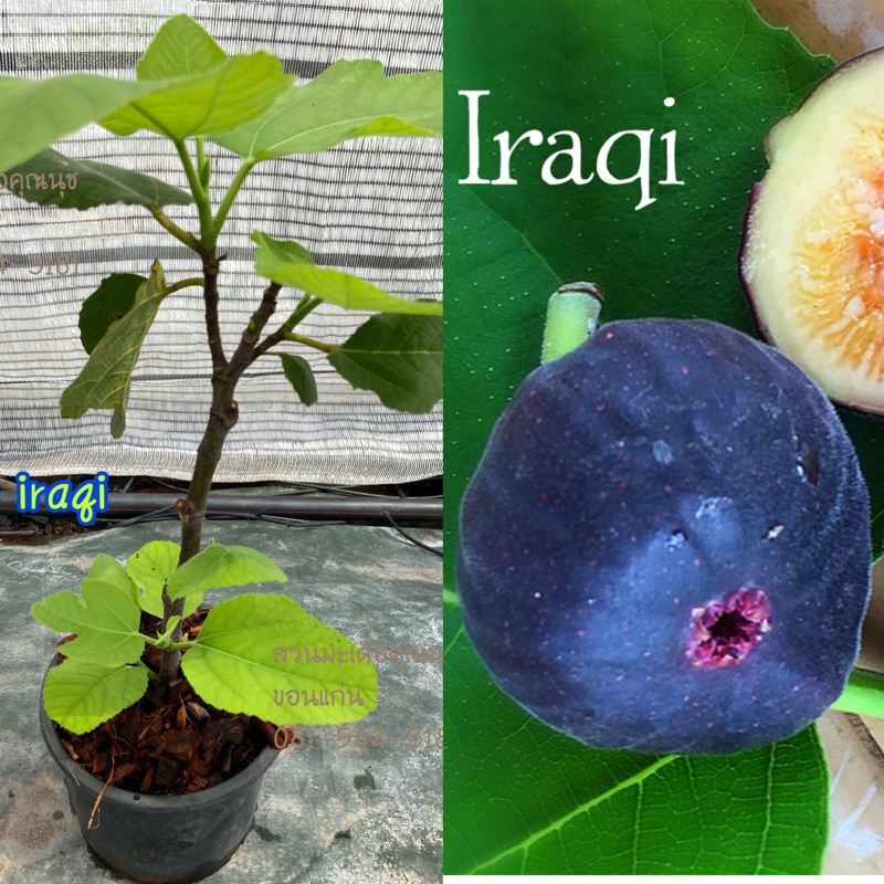 ต้นมะเดื่อฝรั่งอิรักกี้ กระถาง8“ ติดผลแล้วทุกต้น/iraqi figs tree