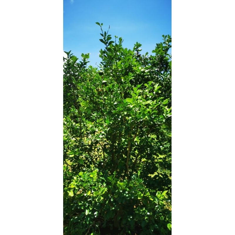 ใบส้มซ่าสดตัดสดส่งปลูกแบบปลอดสาร​50กรัม