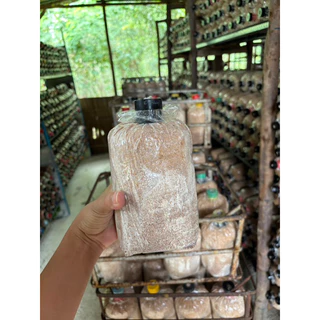 ก้อนเชื้อเห็ดนางฟ้าภูฐาน(ก้อนเชื้อเต็มพร้อมเปิดหมด) คู่มือการปลูกทักแชท กดสั่งทีละ1กล่องเพื่อไม่ให้แตกเสียหาย