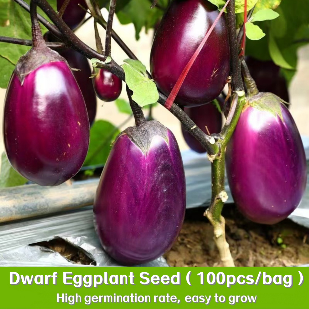 พืชผัก 100 เมล็ด มะเขือม่วง Dwarf Eggplant Seeds การเก็บเกี่ยว การปลูกแบบมีประสิทธิภาพสูง เมล็ดพันธุ์งอกเร็ว