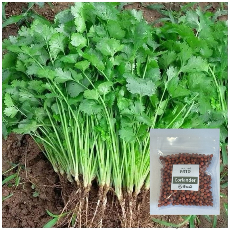 เมล็ดพันธุ์ ผักชี 10 g. เมล็ดใหม่สมบูรณ์ อัตราความงอกสูง ซื้อ [10แถม2]คละได้
