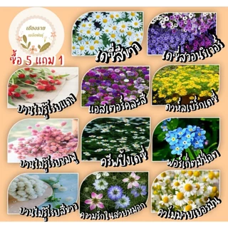 เมล็ดพันธุ์ชุดรวมขายดี ซองเล็กราคา 9 บาท ซื้อ 5 แถม 1 ปลูกง่าย โตไว อัตราการงอกสูง