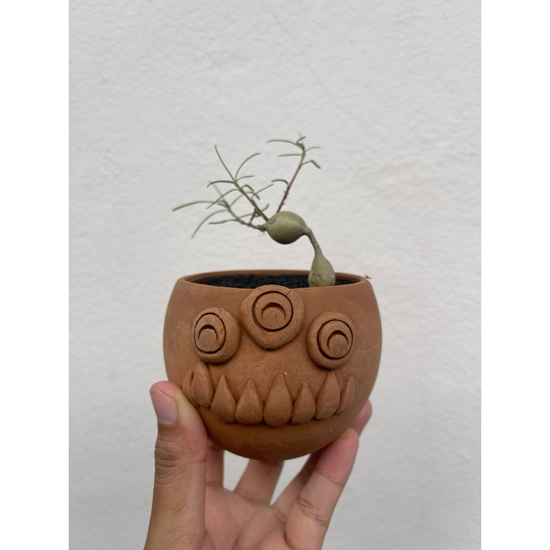 ยูโฟเบียเฮดิโอทอยเดส Euphorbia Hedyotoides ไม้โขดทรงอ้วนใหญ่ น่ารัก {มีโขดให้ชมแล้วค่าไม่ต้องรอนาน} อัพเดท21/9/2567