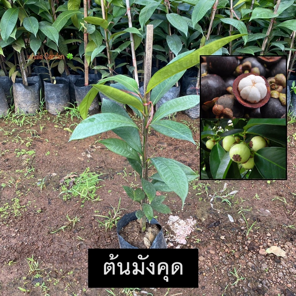 ต้นมังคุด มังคุด  Mangosteen มังคุด ราชินีแห่งผลไม้ไทย (รับประกัน ส่งใหม่ฟรี หากสินค้าเเสียหาย!!)