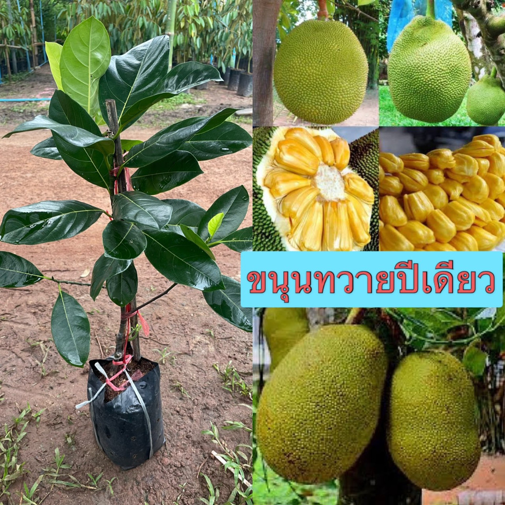 ขาย ต้นพันธ์ขนุนทวายปีเดียวกิ่งทาบ  ติดผลเร็ว ลูกดก รสชาติ อร่อย1ถุงดำต้นแข็งแรงพร้อมปลูก