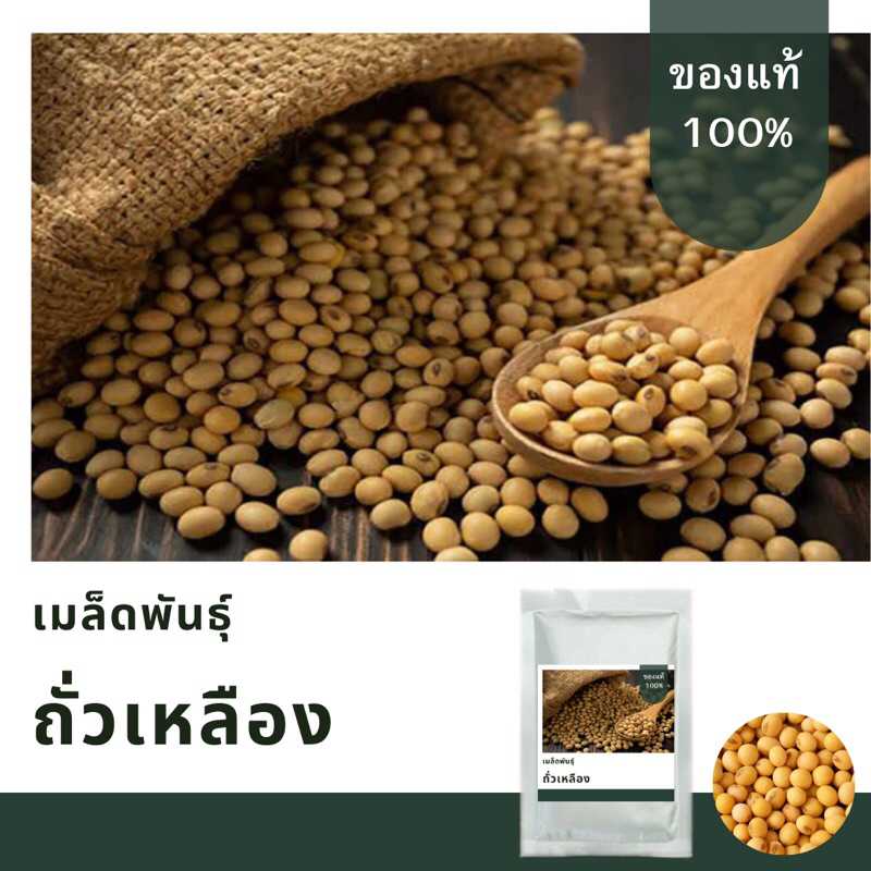 เมล็ดพันธุ์ถั่วเหลือง บรรจุ300เมล็ด เมล็ดพันธุ์ใหม่ คัดพิเศษ อัตราการงอกสูง