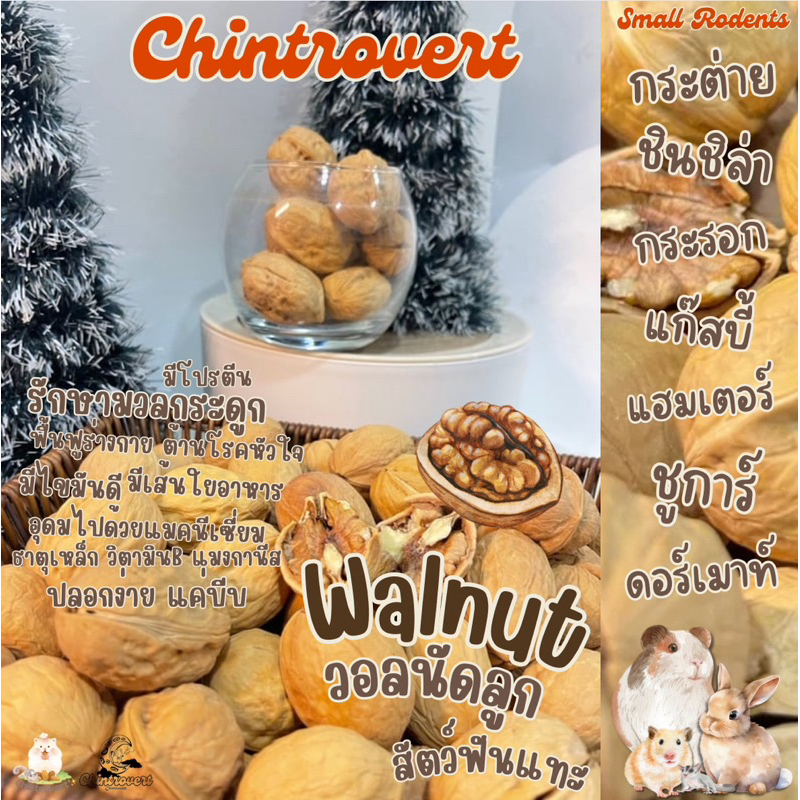 Chintrovert ✨| Walnut วอลนัทลูก 6-7 ลูก | กระต่าย ชินชิล่า แฮมเตอร์ แฟตเทล ดอร์เมาท์