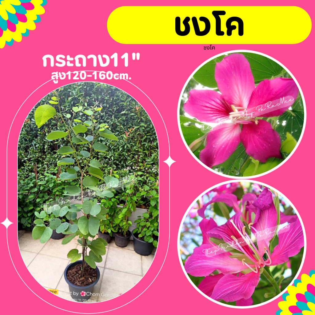 ต้นชงโคฮอลแลนด์ ชงโค กระถาง11" สูง120-150 cm.