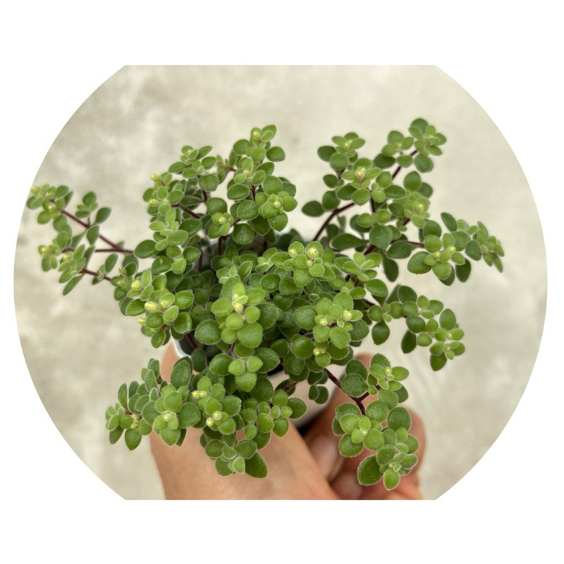ต้นมะลิน้อย คลาสซูล่า crassula expansa   กระถาง 2 นิ้ว