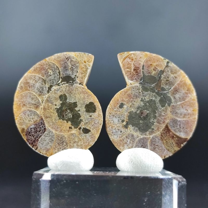 Amonite Fossil🔸ฟอสซิล แอมโมไนต์