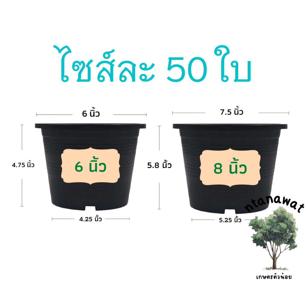 กระถางต้นไม้พลาสติก กระถางต้นไม้ กระถาง สีดำ 6 นิ้ว กับ 8 นิ้ว อย่างละ 50 ใบ ราคาส่ง