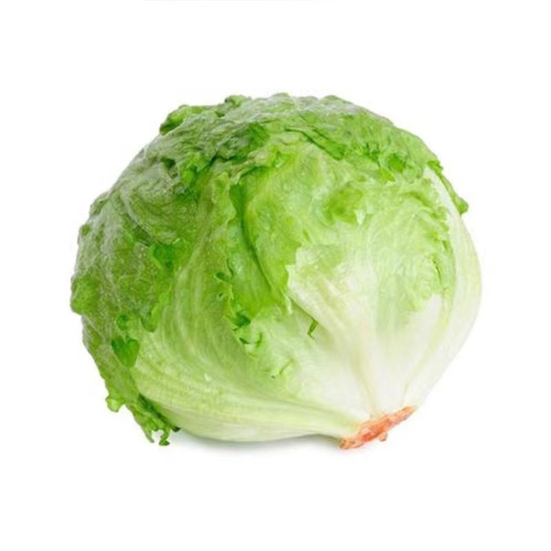 เมล็ดพันธุ์ ผักกาดแก้ว 100 เมล็ดไอซเบิร์ก (Iceberg )เมล็ดพันธุ์ผักสลัดแก้ว หวานกรอบ