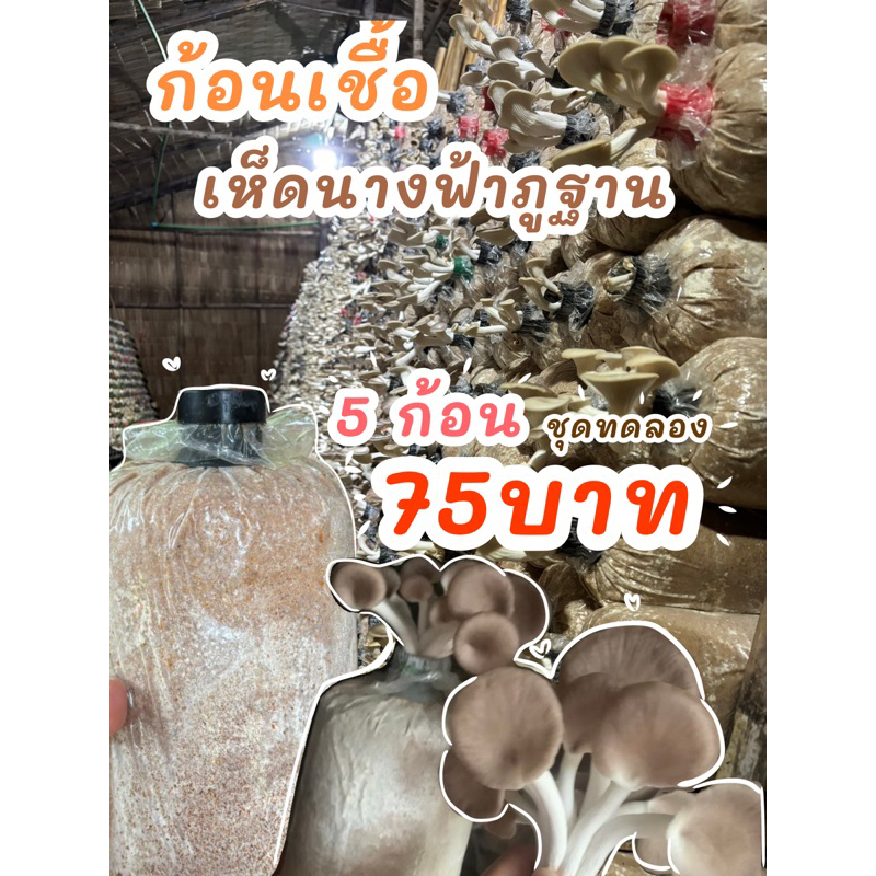 ก้อนเห็ดนางฟ้าภูฐาน ชุดทดลอง(5ก้อน)