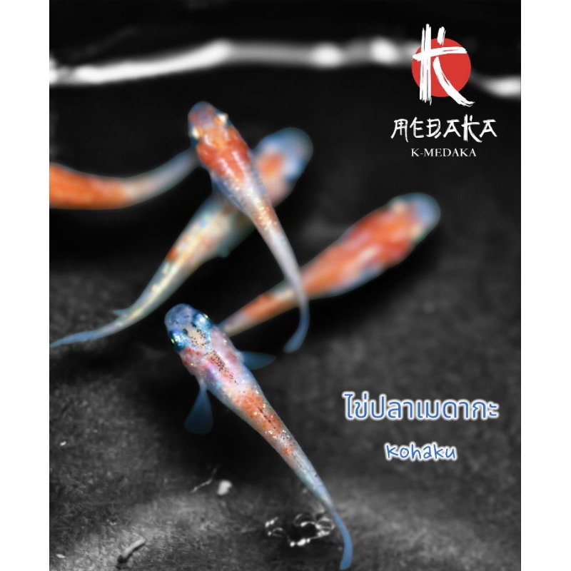 (เฉพาะไข่)ไข่ปลาเมดากะKohaku ส้มสลับขาวแนวคราฟๆจัดเลย