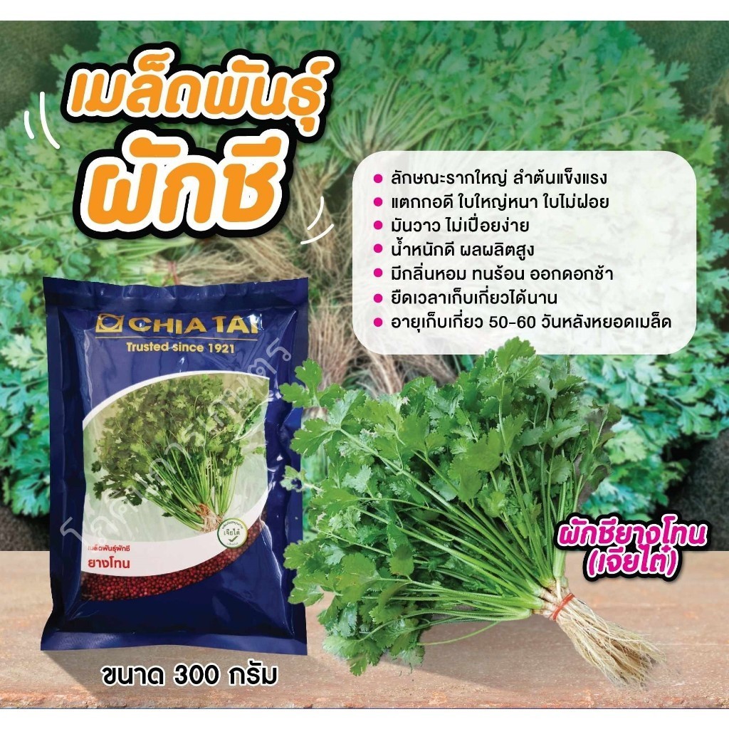 เจียไต๋ เมล็ดผักชี ยางโทน ขนาด 300 กรัม