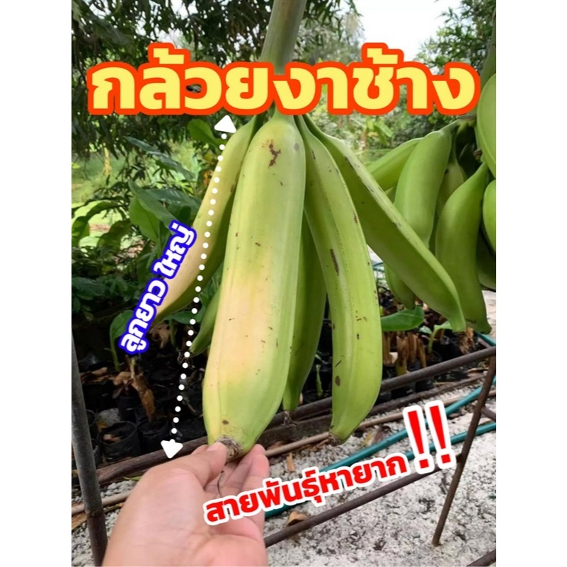 หน่อกล้วยงาช้าง กล้วยลุกใหญ่ กล้วยแปลก กล้วยหายาก น่าปลูก หน่อขุดสดหุ้มขุยมะพร้าวพร้อมส่ง