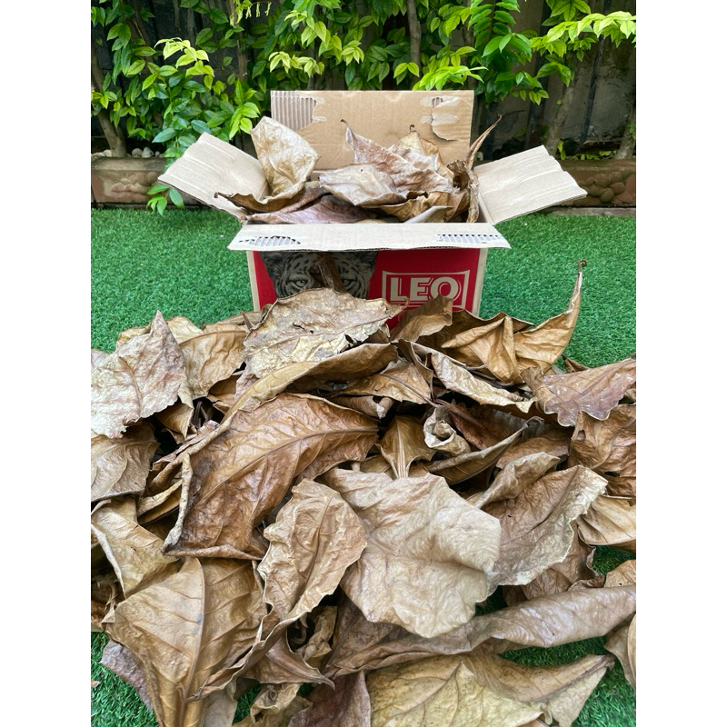 ใบหูกวางแห้งเต็มลัง 1 ลังเบียร์ 50บาท(1 ลัง/ ออเดอร์)