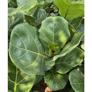 ไทรใบสัก ไม้ฟอกอากาศ ฟอร์มสวย (Fiddle Fig)