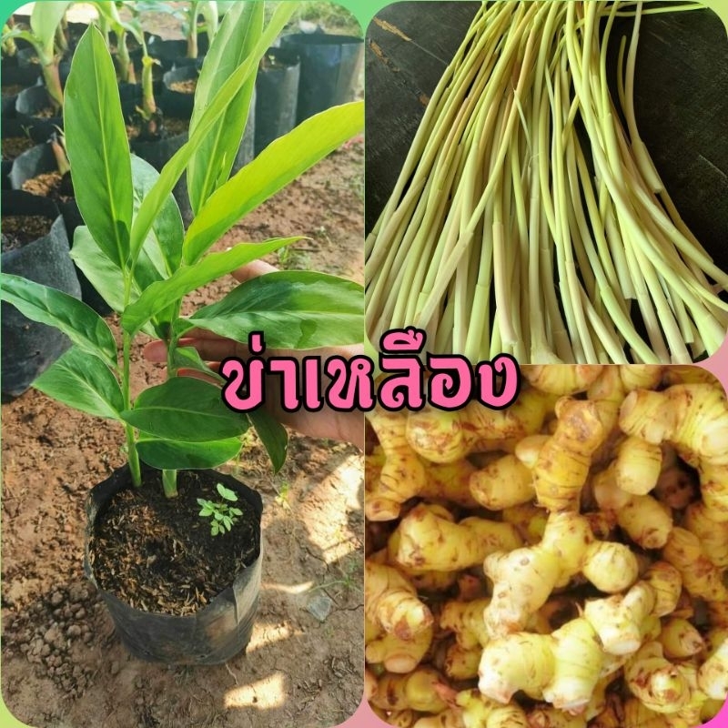 ข่าเหลืองเเท้ พันธุ์หัวใหญ่ กลิ่นหอมดับคาวได้ดี เป็นที่ต้องการของตลาดสูง ต้นพันธุ์เเข็งเเรงพร้อมปลูก เสียหายยินดีเคลมฟรี