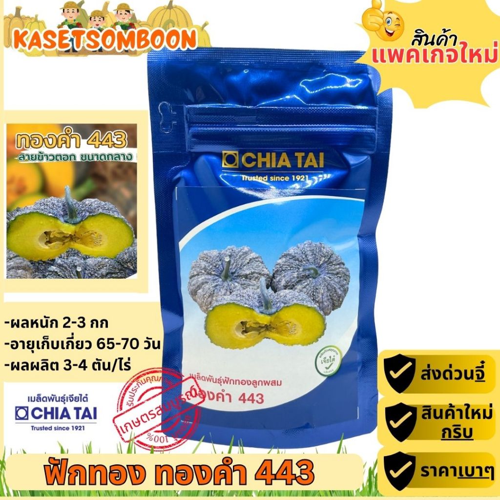 ฟักทองทองคำ443 F1 เมล็ดพันธุ์ ลายข้าวตอก 100 ก.ตราเจียไต๋