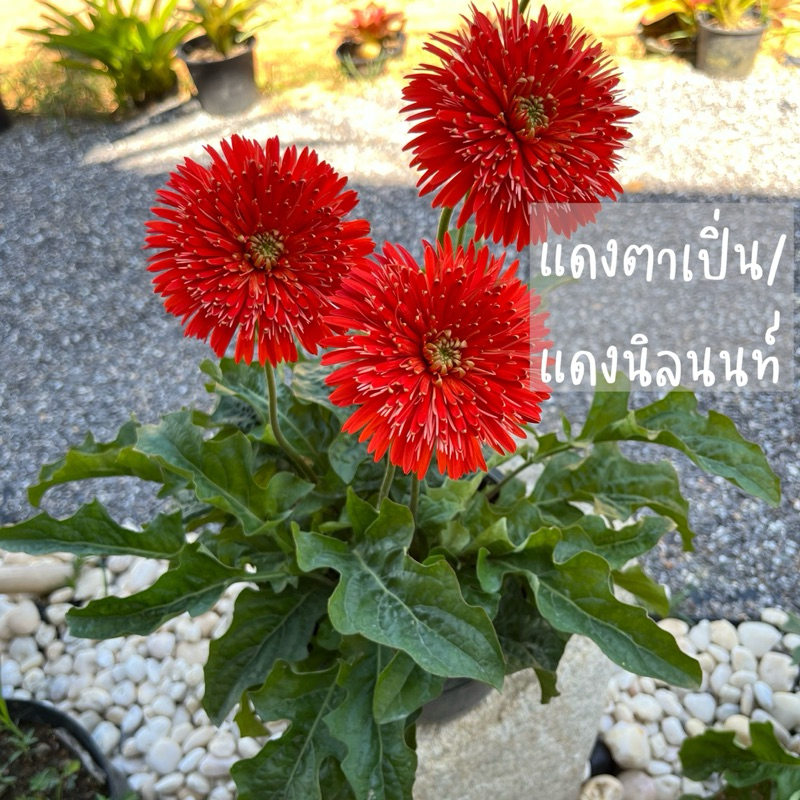 เยอบีร่าพันธุ์ไทยกอใหญ่ สีแดงแดงตาเปิ่น กระถาง 8”