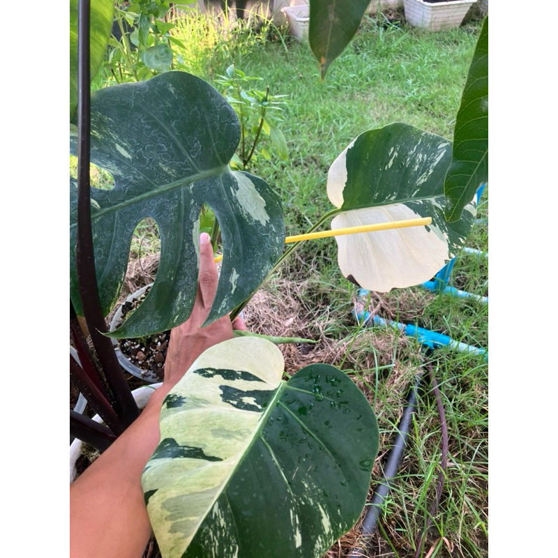 มอนมิ้น 🪴Monstera borsi x deli mint variegated🪴