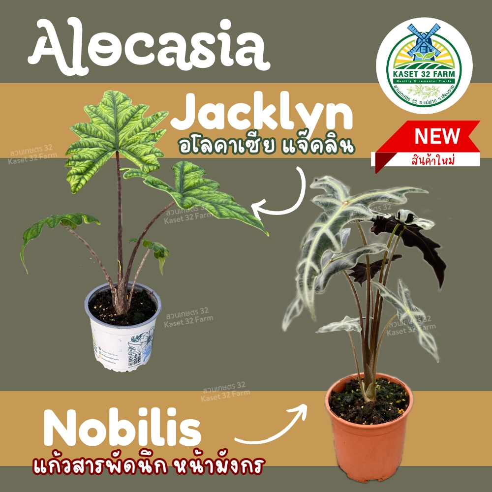 Alocasia Jacklyn & Alocasia Nobilis อโลคาเซียแจ๊คลิน และ อโลคาเซียโนบิลิส (แก้วสารพัดนึกหน้ามังกร) ขนาดกระถาง 5 นิ้ว