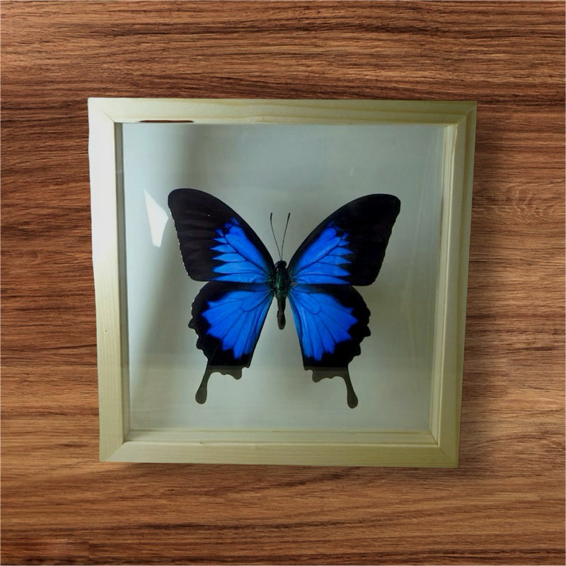 ผีเสื้อสต๊าฟ (Papilio ulysses)