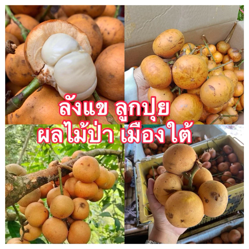 พร้อมส่ง ปีละครั้ง📌📌 ผลไม้ที่หายากจากปักษ์ใต้ ลังแข หรือ รังแข ขนาด 1 กก ราคาน่าลอง📌📌