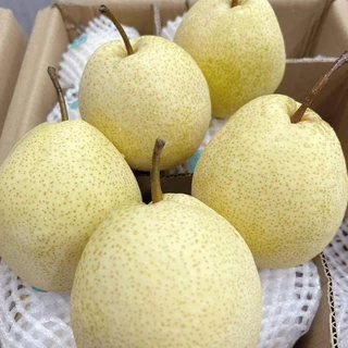 setรวมสาลี่🍐✨️✨️🍐ผลไม้มงคล 4 ชนิด สาลี่หยก,สาลี่หิมะ,สาลี่น้ำผึ้ง,สาลี่หอม