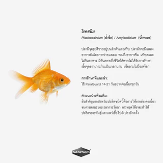 Seachem ParaGuard™ กำจัดปรสิตภายนอก เชื้อรา เชื้อแบคทีเรีย และเชื้อไวรัส ปลอดภัยกว่าการใช้ฟอร์มาดีไฮด์