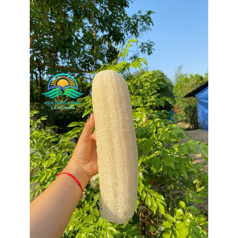 ใยบวบ 15-20 เซนติเมตร ใยบวบขัดผิว ใยบวบขัดตัว ใยบวบจากธรรมชาติ