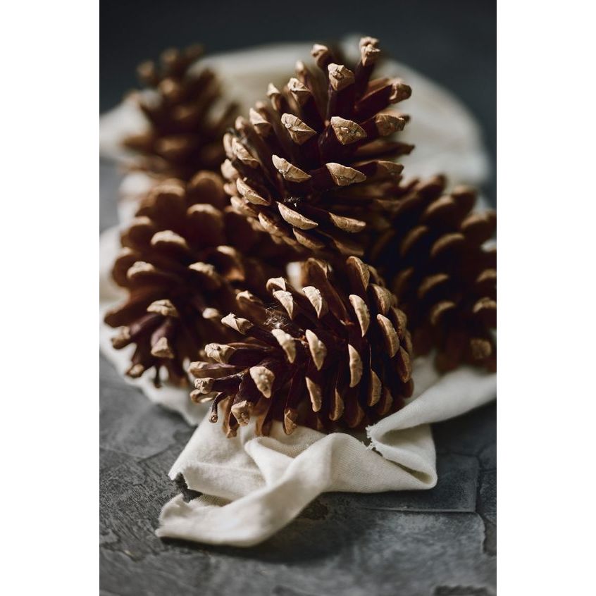 ลูกสน pinecone ราคาต่อ 1ลูก สีธรรมชาติลูกสนสำหรับถ่ายภาพ ตกแต่งร้าน คัดพิเศษ พร็อพถ่ายภาพ(พร้อมส่ง)