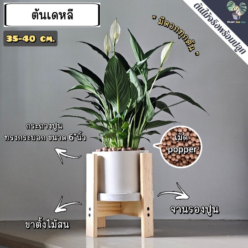 ต้นเดหลี Peace Lily พร้อมกระถาง+เม็ดPopper+จานรอง+ขาตั้งไม้สน (ต้นไม้ฟอกอากาศ) มีดอกทุกต้นนะคะ