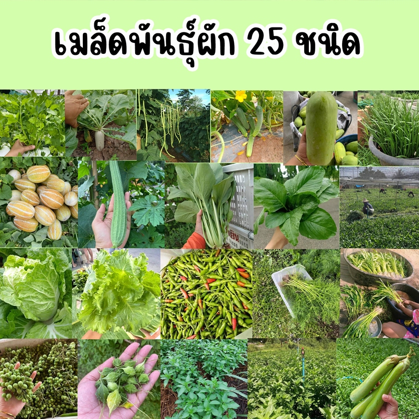 เมล็ดผัก 25 ชนิด ซื้อ 10 แถม 1