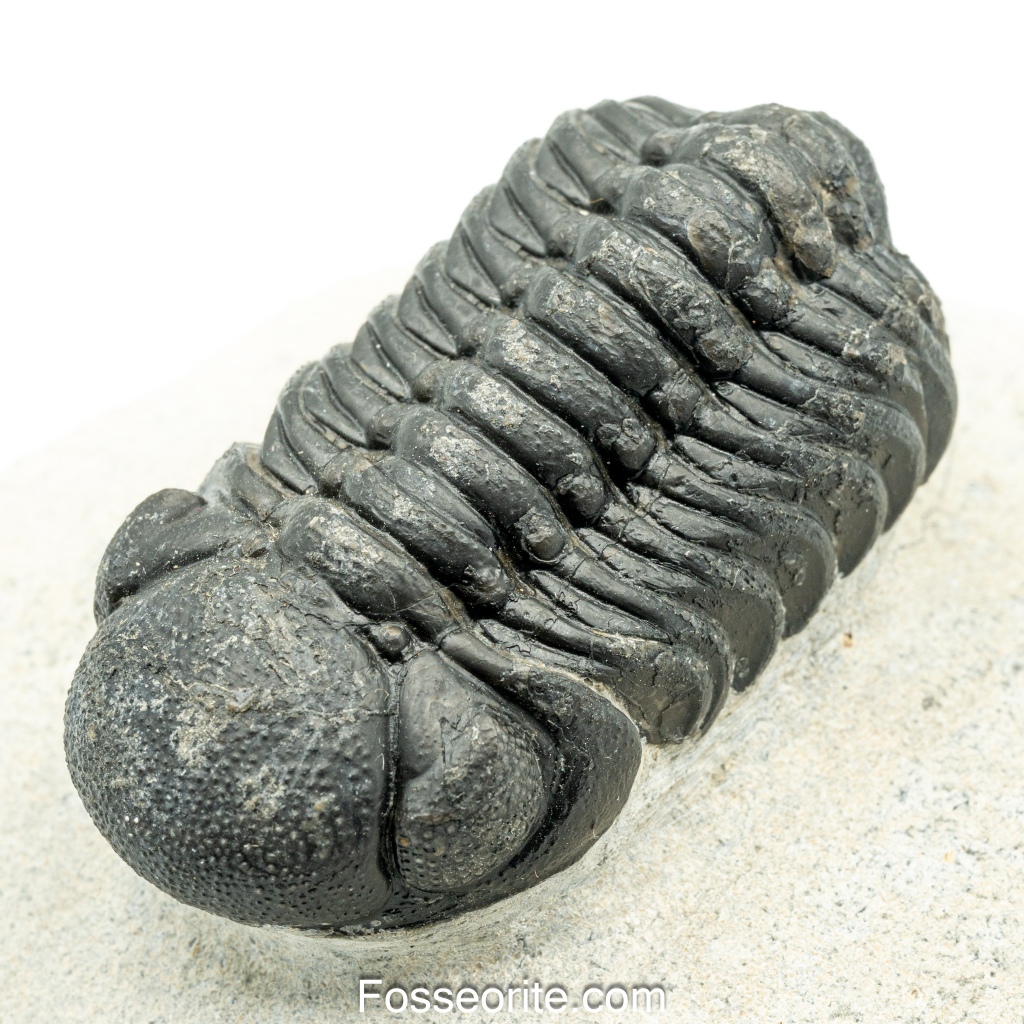 [เกรดพิพิธภัณฑ์+อายุกว่า 420 ล้านปี!!!] 66mm ฟอสซิล ไทรโลไบต์ Austerops Sp. Trilobite