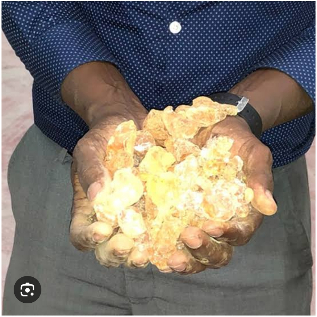 พันธุ์ไม้แอฟริกา กัมอราบิก (Acacia Senegal) ซูดานกัม อาเคเซีย เซเนกัล พันธุ์ไม้ทนร้อน ไม้ทนแดด