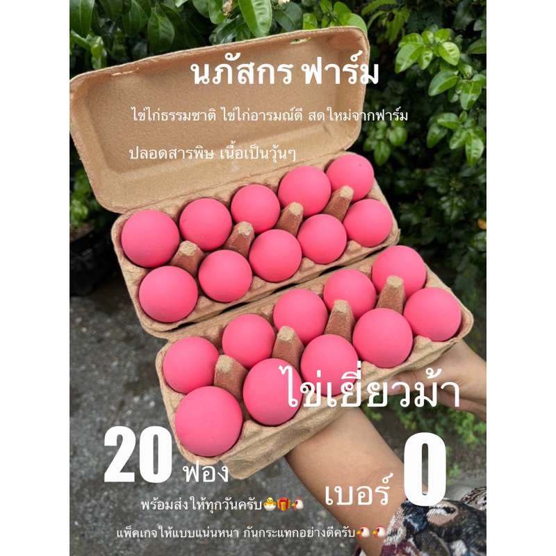 ไข่เยี่ยวม้า ปลอดสารพิษทำเอง 20 ฟอง