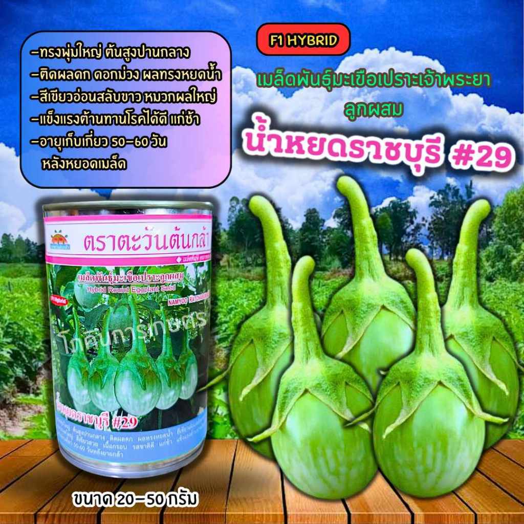 เมล็ดพันธุ์มะเขือ น้ำหยดราชบุรี #29 ขนาด 20-50 กรัม